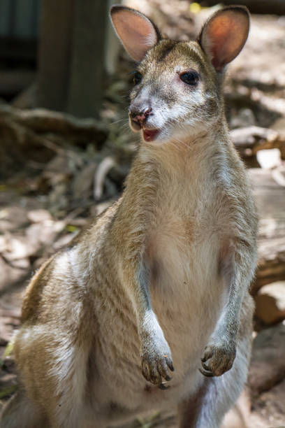 istock Happy Agile Wallaby smiles at the camera 871517282