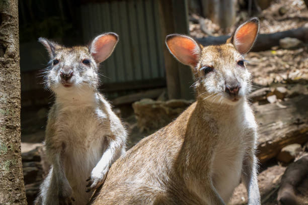 счастливые ловкие валлаби улыбаются в камеру - agile wallaby стоковые фото и изображения