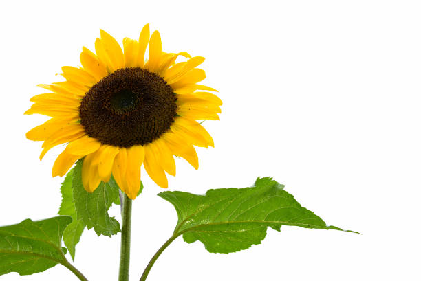 istock Fully-Bloomed Sunflower Against White Background 871517644