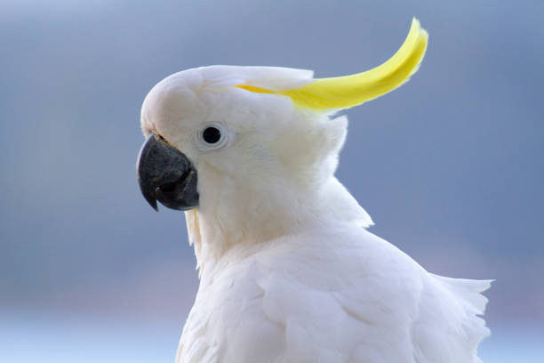 istock Close up to a Cockatoo showing white feathers and crest 871518028