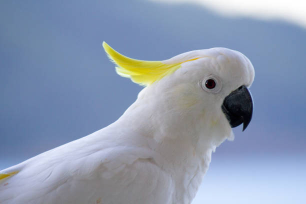 istock Close up to a Cockatoo showing white feathers and crest 871518034