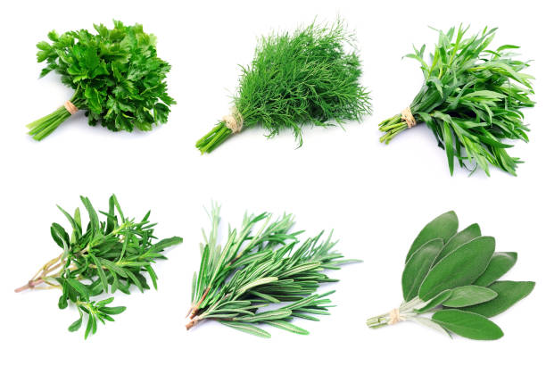 istock Collage of green herbs 871518058