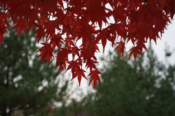 istock colorful autumn foliage 871518102
