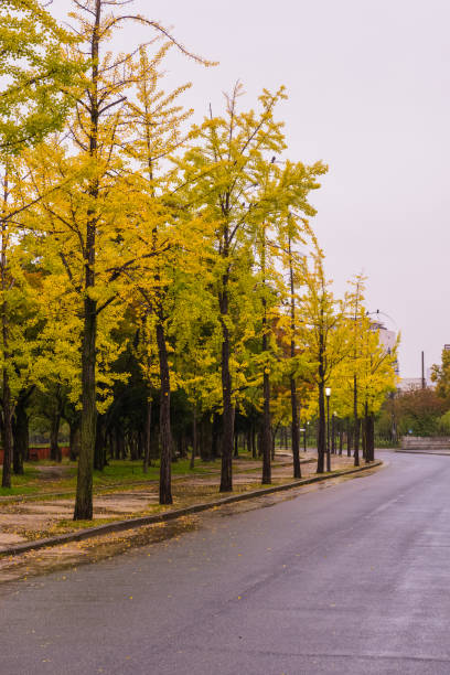 istock Beautiful walking way around osaka castle. 871518336