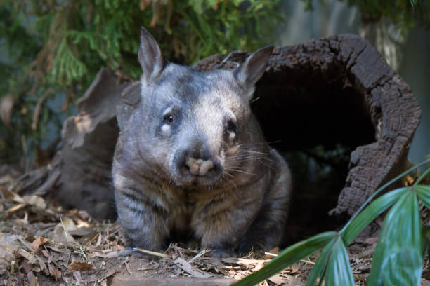 An Australian marsupial wombat peers from it's log den stock photo