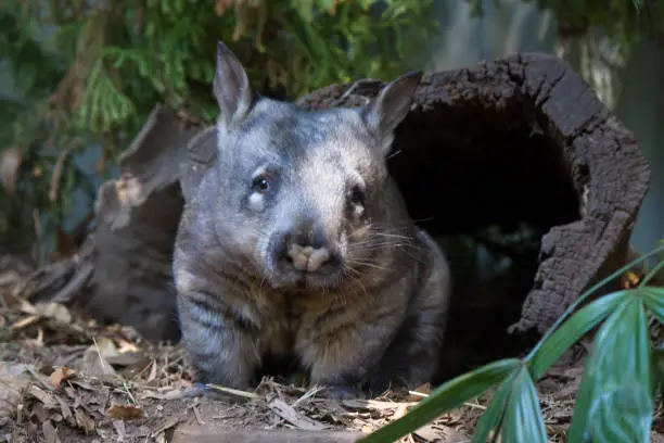 Normally sleeping through the day, this wombat is awake during the day, looking out from his den