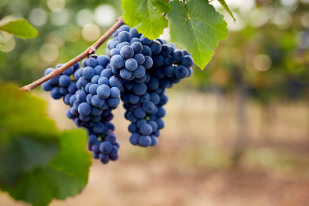 istock Close up of a blue grapes 871519152