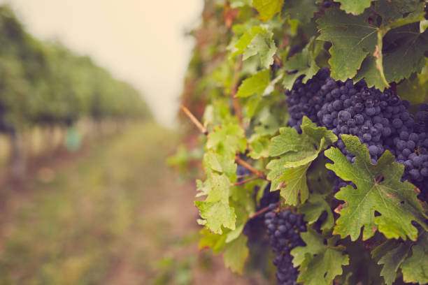 istock Bunch of blue grapes in the vineyard 871519174