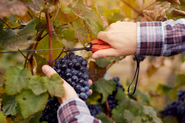 istock Male hands picking grapes with scissors at harvesting 871519332