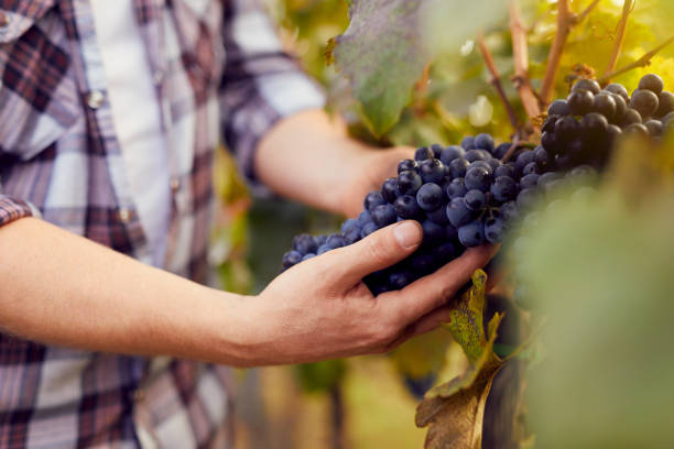 istock Male hands holding grapes at harvest 871519344