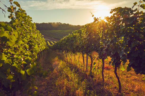 istock Autumn vineyard at sunset in Moravia 871519406