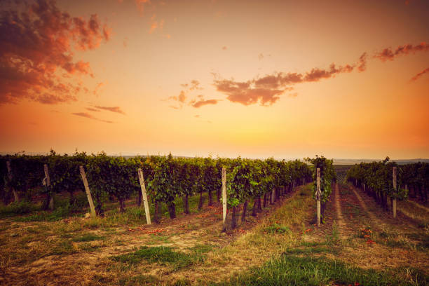 istock Autumn vineyard at sunset in Moravia 871519424