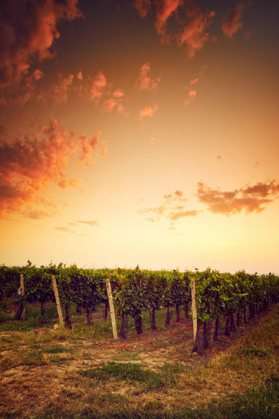 istock Autumn vineyard at sunset in Moravia 871519482