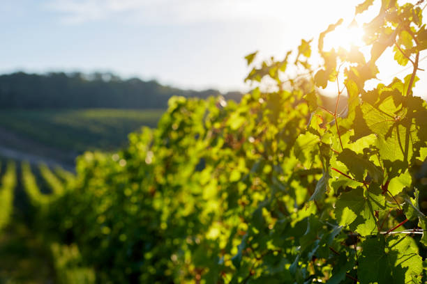istock Rows of grapevine on a sunny day 871519522