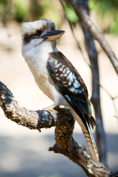istock Kookaburra sits in a tree looking for food 871524786