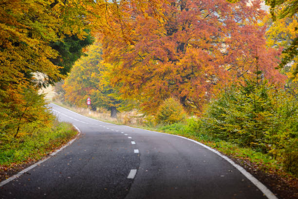 istock Road in the autumnal forest 871525784