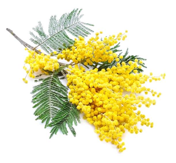 istock Twig of mimosa 871525850