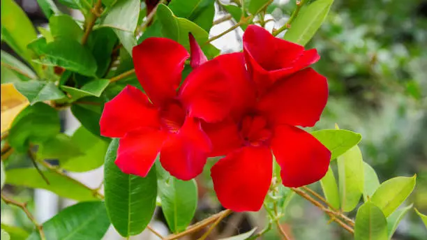 Sundaville Beauty Burgundy flower in tropical Garden in Tenerife, Canary Islands, Spain. Beautiful blooming Mandevilla Dipladenia background. Vibrant red floral image.