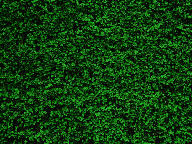 istock Backdrop of green leaves natural wall. 871532630