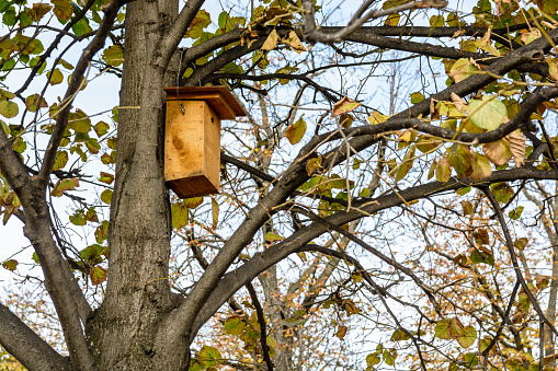 A wooden nest box installed in a linden tree.