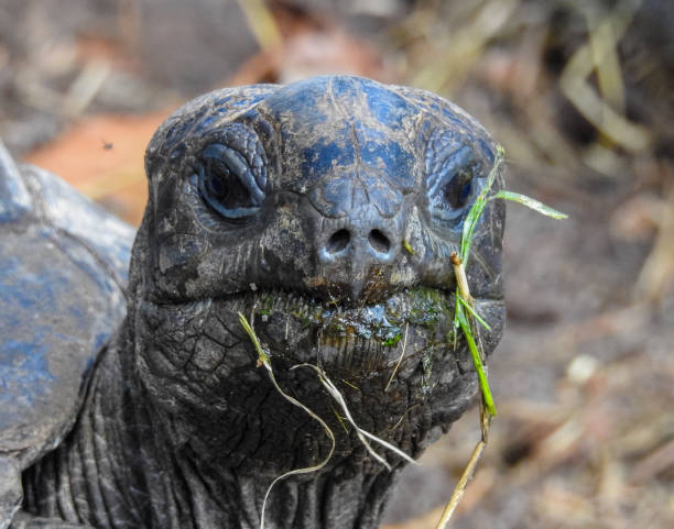 istock Giant reptile portrait. Tortoise 871533290