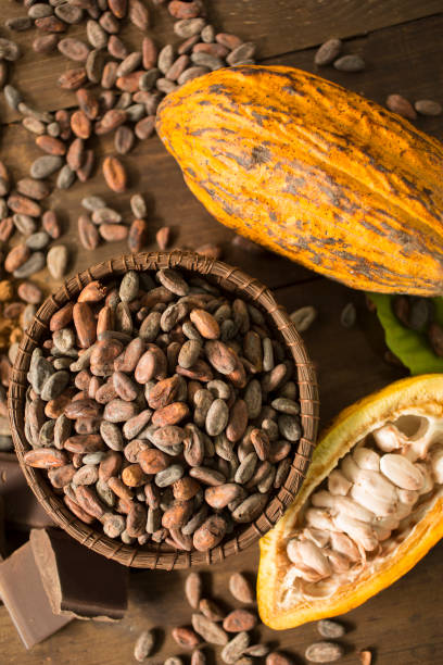 istock Cacao fruits and nibs composition 871535988