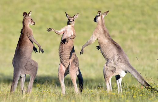 Is the one in the middle a referee introducing two boxers before a fight? An unusual and funny image of three adult male eastern grey kangaroos facing off against each other.