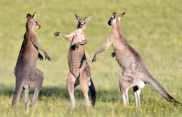Quirky photo of three large male kangaroos standing in face-off Is the one in the middle a referee introducing two boxers before a fight? An unusual and funny image of three adult male eastern grey kangaroos facing off against each other. three animals photos stock pictures, royalty-free photos & images
