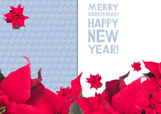 Christmas Card  with  Red Poinsettia and  text "Merry Christmas and Happy New Year"