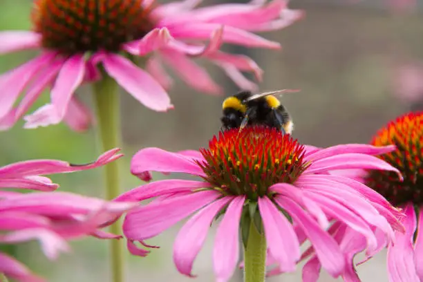 Photo of Purple coneflower popular for attracting the honey bee in English country garden.