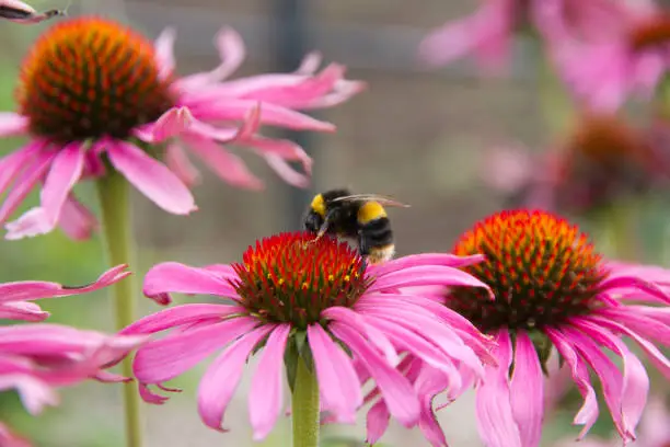 Photo of Purple coneflower popular for attracting the honey bee in English country garden.