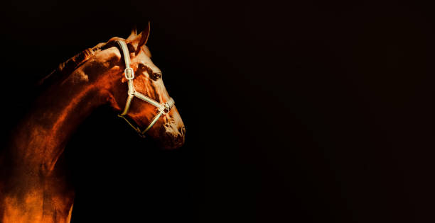 Photo of Bay horse portrait over a black background.