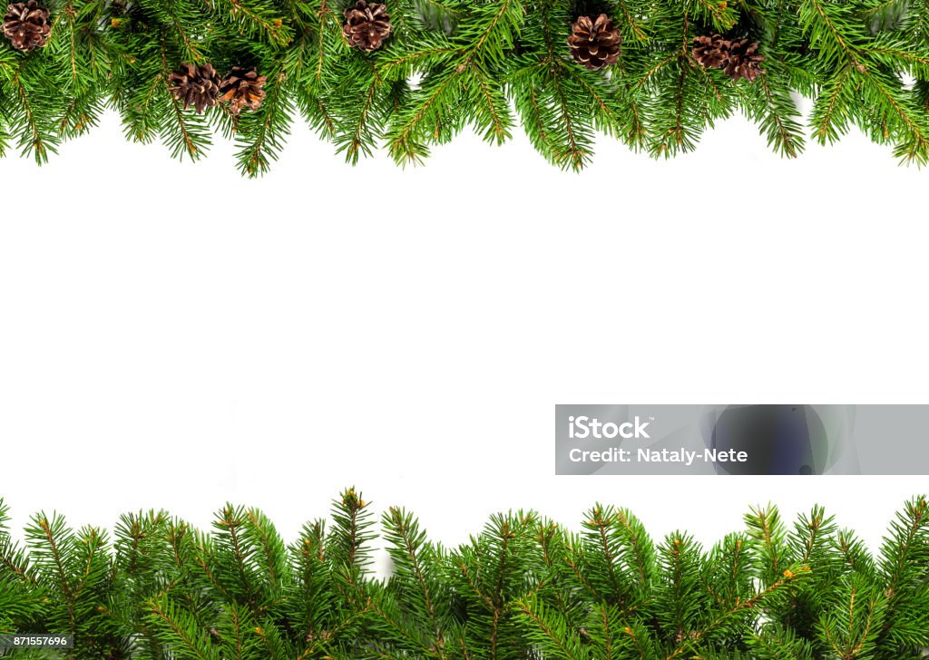 Evergreen branches on white Christmas tree branches on white background as a border or template for christmas card Garland - Decoration Stock Photo