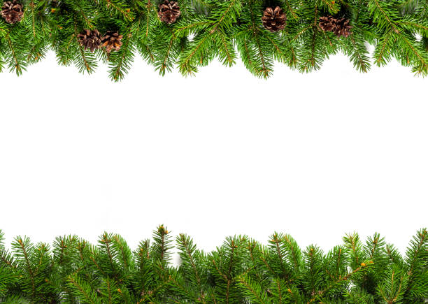 Evergreen branches on white Christmas tree branches on white background as a border or template for christmas card garland stock pictures, royalty-free photos & images