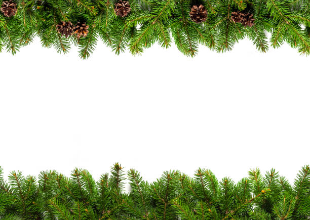 Evergreen branches on white Christmas tree branches on white background as a border or template for christmas card evergreen garland stock pictures, royalty-free photos & images