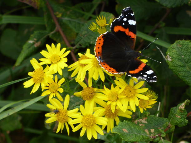 istock Closeup butterfly on flower (Common tiger butterfly) 871558672