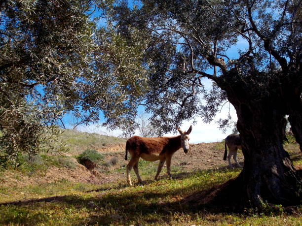 istock Donkey in olive grove under tree in Spain 871564646