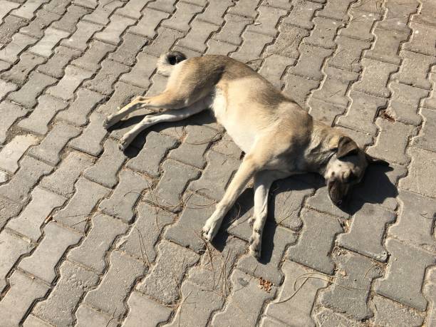 istock Stray Dog Sleeping in The Street 871564810