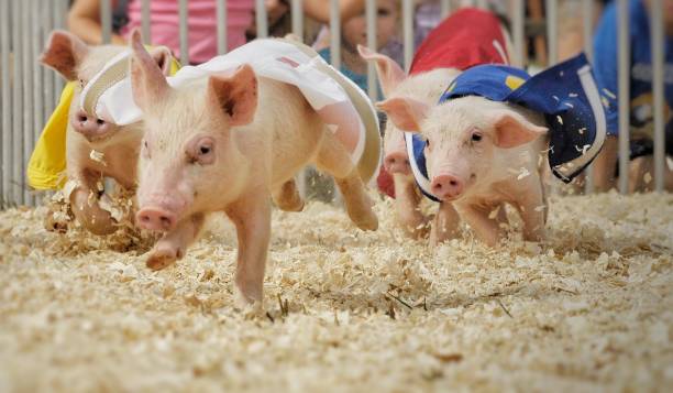 A group of small pig - piglets racing around a track at a local festival with number banners on them.