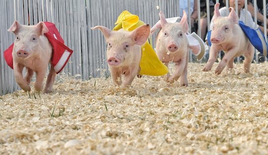 A group of small pig - piglets racing around a track at a local festival with number banners on them.