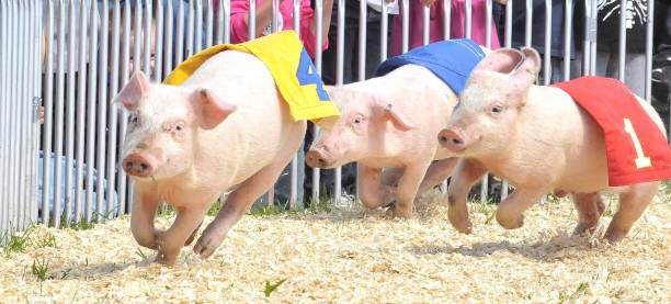 A group of small pig - piglets racing around a track at a local festival with number banners on them.