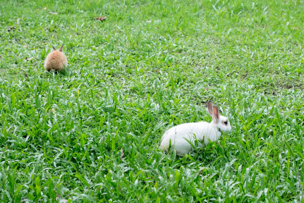 istock Rabbits are running around in the grass 871565682