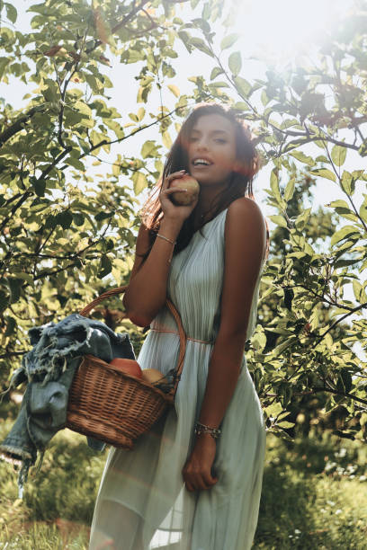Apples keep doctors away! Attractive young woman carrying a basket full of apples and smiling while standing in garden plant city photos stock pictures, royalty-free photos & images