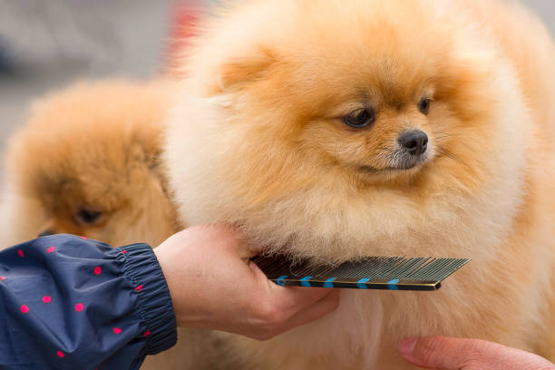 istock Haircut dogs professional master 871573008