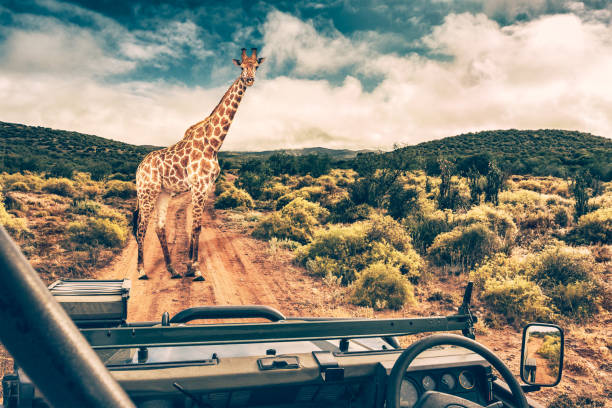 Wildlife african safari, beautiful wild giraffe, great animal in natural habitat, summer vacation in savannah, eco travel and tourism, South Africa