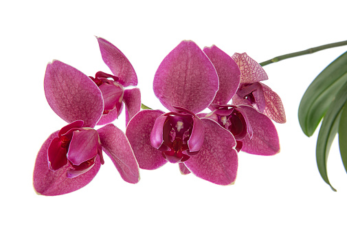Purple colored orchid isolated on white background.