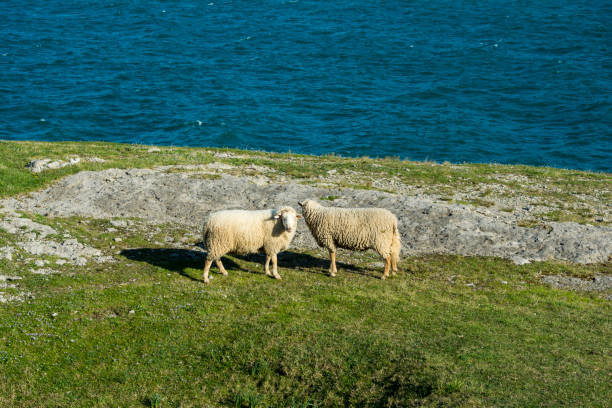 istock A couple of sheeps. 871577160