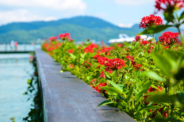 beauty, botanical, botany, bright, cloud, cluster, color, floral, flower, garden, horticulture, lanceolata, leaves, macro, natural, nature, pentas, plant, potted plants, red, sky, star, starcluster, tropical, white, wood flooring