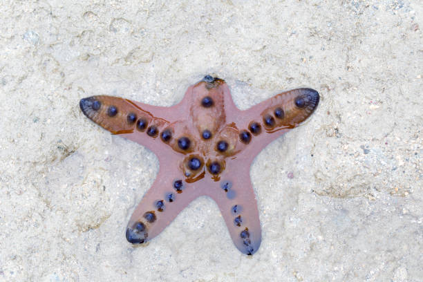 Starfish on white background