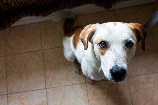 istock Adorable purebred dog in a room 871581448